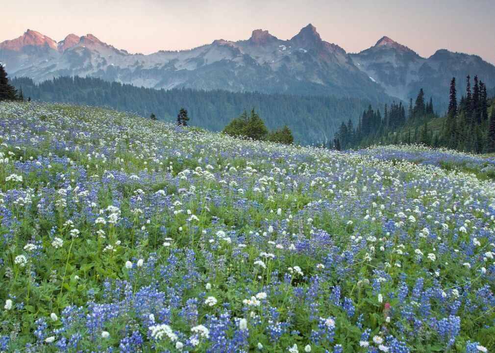#19. Mount Rainier: Experience a wildflower 'paradise'